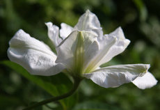 Clematis-033.jpg